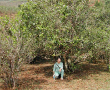 A person crouching under the low canopy of a large tea tree about three or four times their height.