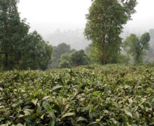 Tea plants with trees and the misted mountains of Mengku in the background.