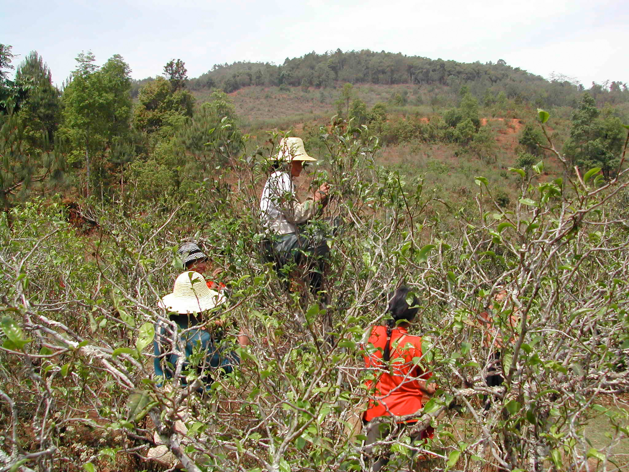 Three tea pickers among the tea trees of Mengku in Yunnan Province, one perched in the branches.