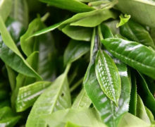 Close view of fresh plucked puer tea leaves from Xinbanzhang in Xishuangbanna.