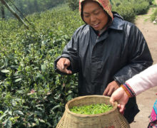 A woman in a light raincoat and colorful patterned jacket hood standing in the tea garden. She has a pleased smile and is gesturing at a large basket full of fresh plucked spring tea leaves.