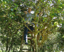 A man on a tall stepladder reaching up into the canopy of a large Jingmai puer tea tree.