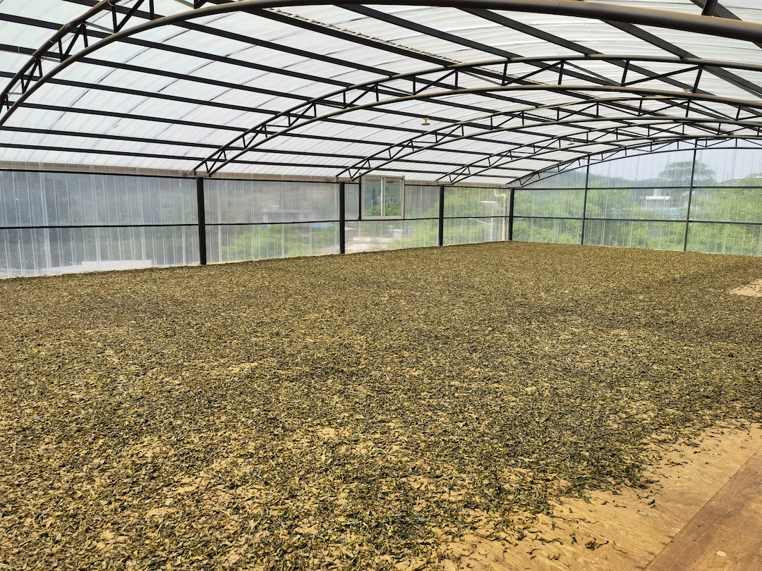 Sheng puer mao cha spread thin to dry on the floor of a large covered sunroom in Lincang in Yunnan.