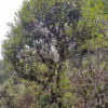 A tall old Lincang tea tree in Yunnan Province.