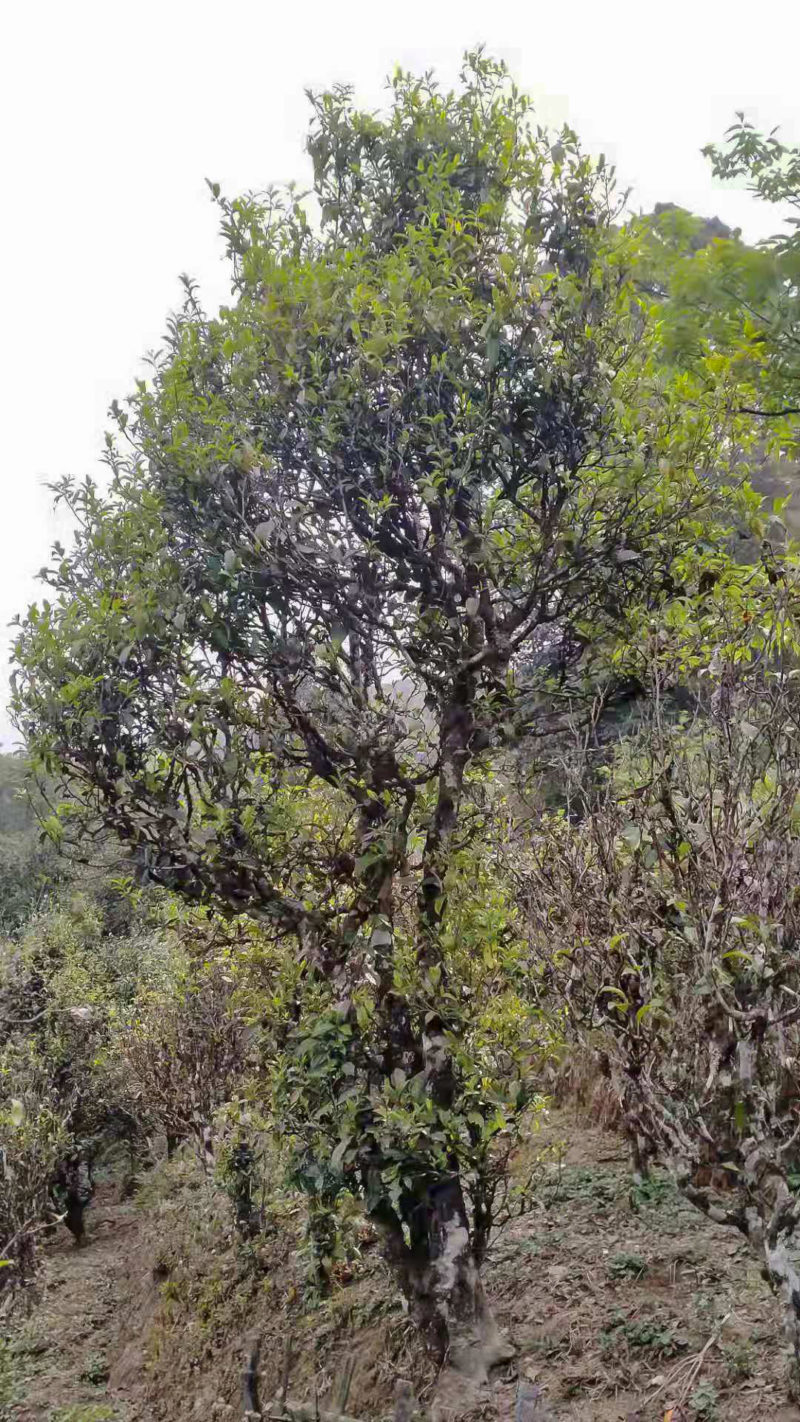 A tall old Lincang tea tree in Yunnan Province.