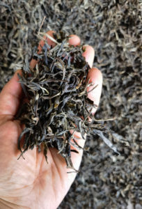 Close view of the dark colored mao cha unfinished puer tea from Lincang.