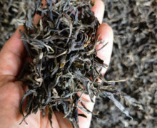 Close view of the dark colored mao cha unfinished puer tea from Lincang.