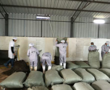 Several people opening up dozens of large bags of puer mao cha and emptying them out onto the clean processing room floor in the warehouse.