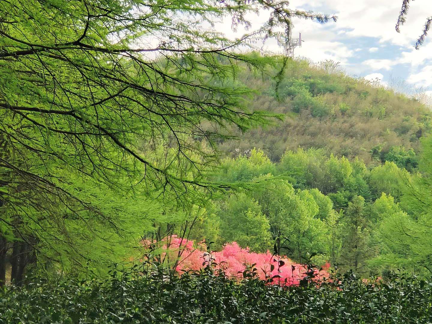 ea bushes with a bank of bright pink flowering trees in the middle and overhung by graceful cypress tree branches, all watched over by the rounded peak of Moganshan rising in the background.