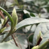 Close-up of a plump fuzzy tea bud growing on the end of a stem in spring. Ready to harvest for Mengding Ganlu (Sweet Dew) green tea. 2021.