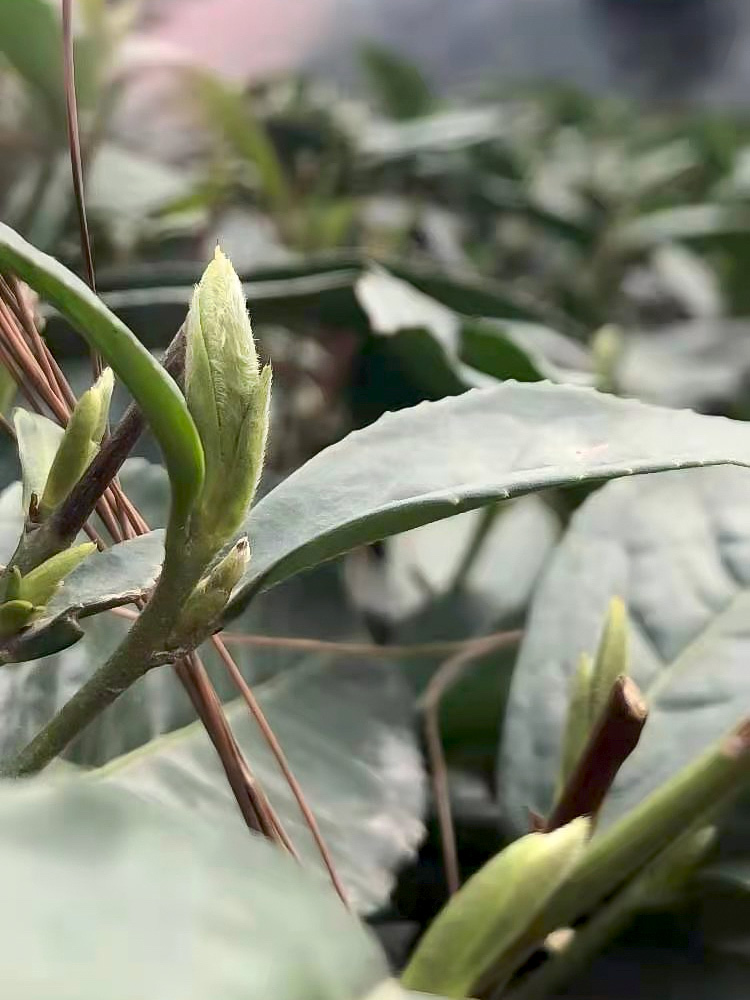 Close-up of a plump fuzzy tea bud growing on the end of a stem in spring. Ready to harvest for Mengding Ganlu (Sweet Dew) green tea. 2021.