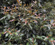 A Zijuan tea plant in the forest with lots of purplish young leaves in the spring. 2021.
