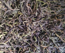 The dark twisted purple-and-green leaves of Zijuan Hong after kneading. 2021.