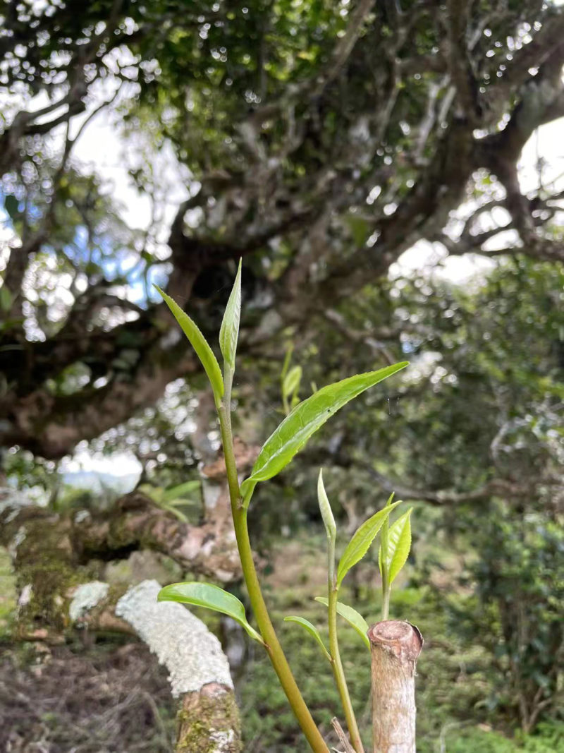 A sprig of fresh spring leaves growing on the branch of a Laowu tea tree.