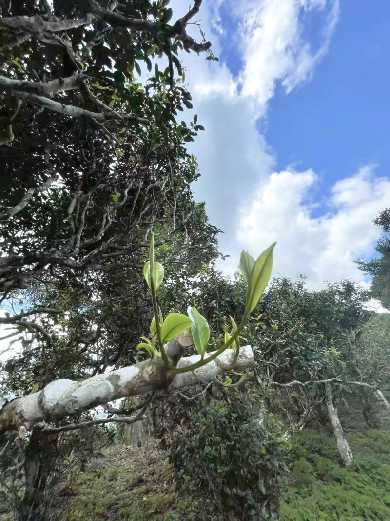 A tea sprig sprouting from the thick pruned branch of a Laowu tea tree, with more trees in the grove in the background.
