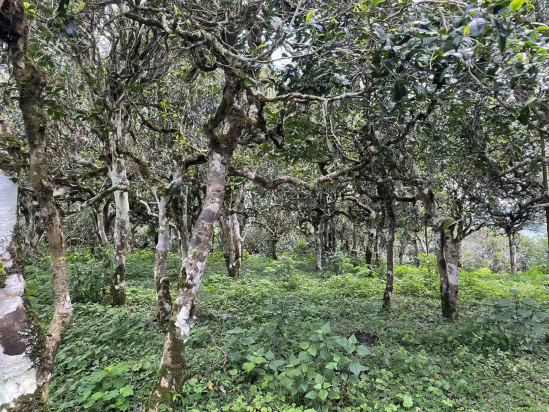 The lush green undergrowth in the Laowu tea grove.