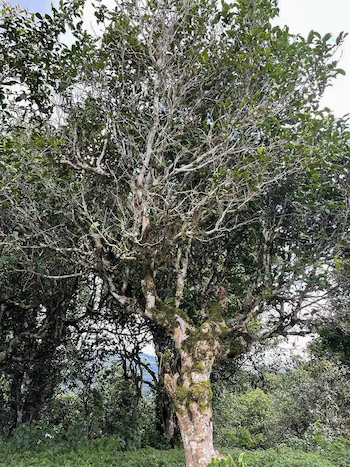 A massive Laowu puer tea tree with a thick trunk and long thin branches.