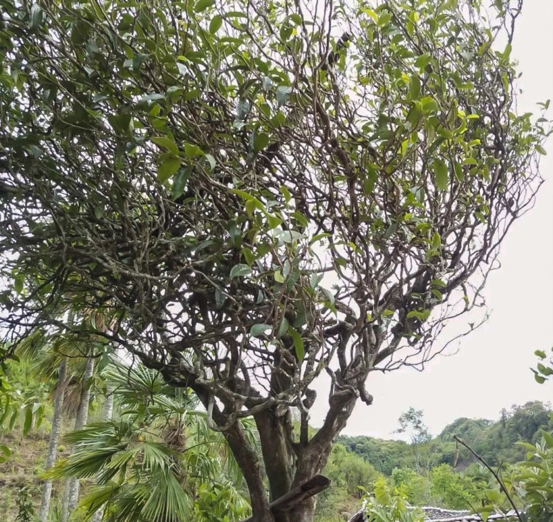 A large Laowu tea tree whose branches are all swept in one direction by the wind.