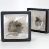 Chrysanthemum Green Blooming Tea in box