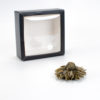 Chrysanthemum Green Blooming Tea with box in background