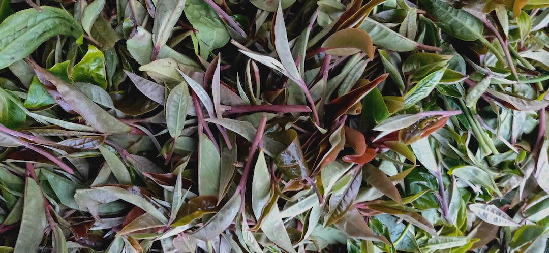 Close view of a pile of purple-and-green sprigs of fresh tea with one bud, two leaves, and purple stems.