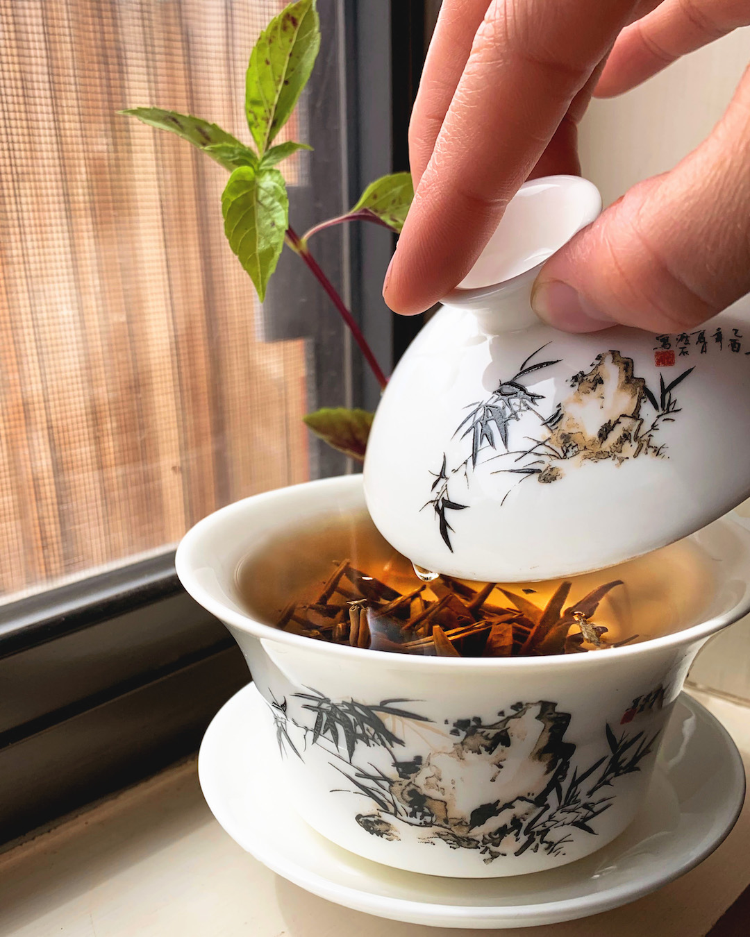 Close up of a gaiwan brewing sunlit tea on a windowsill, with the lid lifted in someone’s hand.