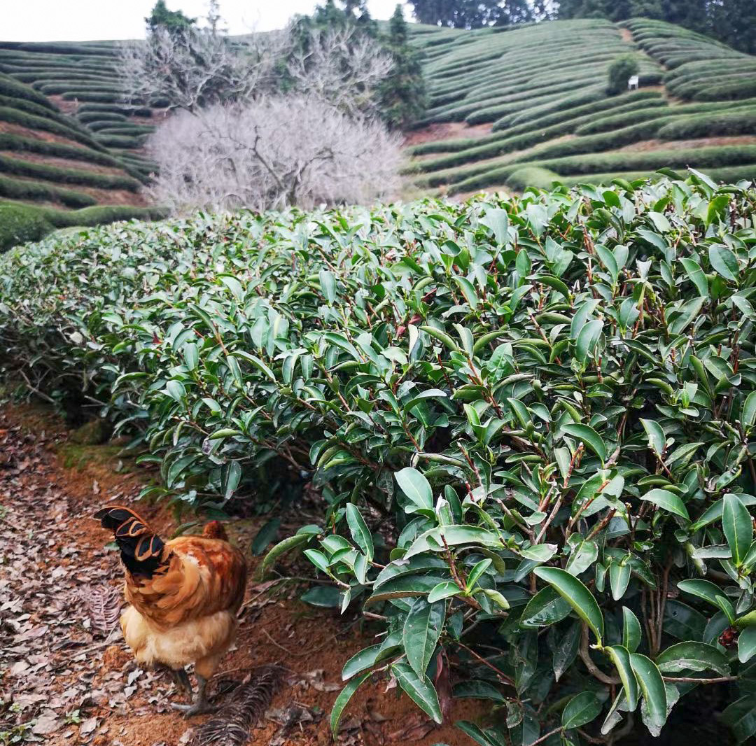 A bank of tea bushes with a chicken pecking under them. Tea covered low hills in the background.