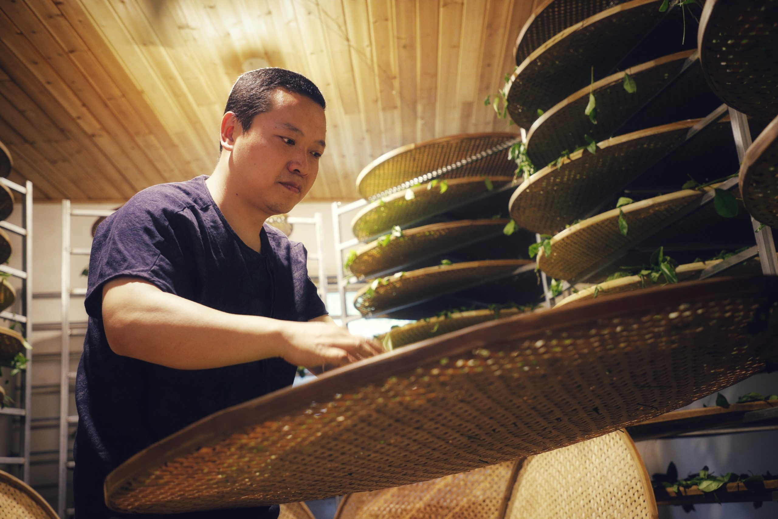 A man pulling a large round bamboo tray out from a rack of many others to check the tea leaves spread on it.