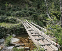 Looking down a rustic bridge with a rail on one side, made of interlocking logs over a small sunny mountain stream. Low tea bushes are scattered over the hillside among other natural trees and forest plants.