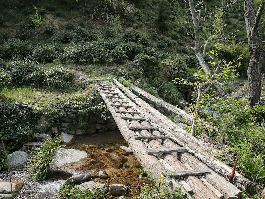 Looking down a rustic bridge with a rail on one side, made of interlocking logs over a small sunny mountain stream. Low tea bushes are scattered over the hillside among other natural trees and forest plants.