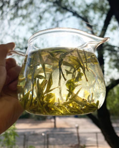 A full glass pitcher of green tea leaves held up in the hand and backlit by the sun, showing the pale clarity of the brew and floating motes of tea dust catching the light between the whole leaves.
