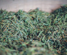 Kneaded Chi Gan (Sweet Vermilion) black tea leaves ready for oxidation.