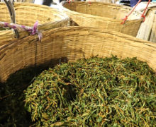 Tongmu black tea oxidizing in large woven bamboo baskets.
