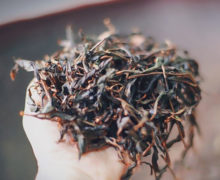 A handful of darkened black tea leaves, still damp from oxidation.
