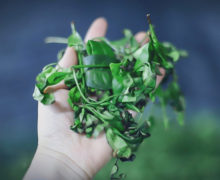 A handful of limp withered Tongmu tea leaves before kneading.