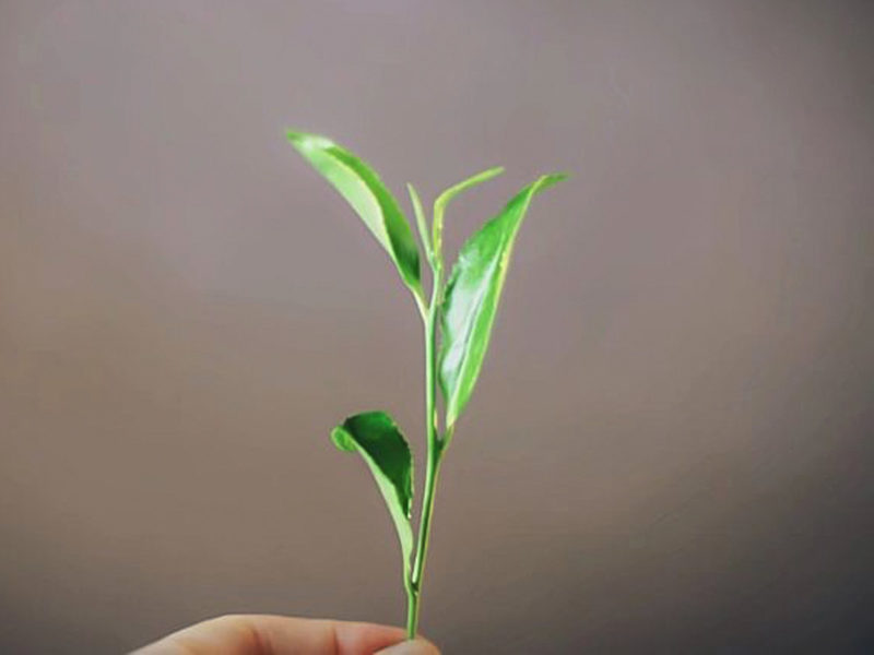 A hand holding up a single fresh sprig of Chi Gan (Sweet Vermilion) with one bud and three larger leaves.
