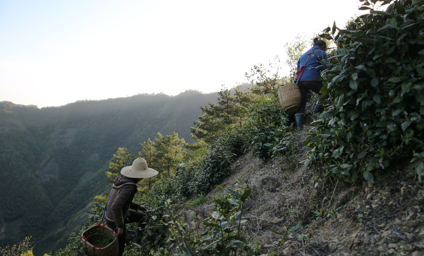 Two tea pickers with baskets climbing to the top of the mountain peak to harvest Huangshan Maofeng green tea early in the morning, with the sun just rising and the still shady sides of the opposite mountain face in the background.