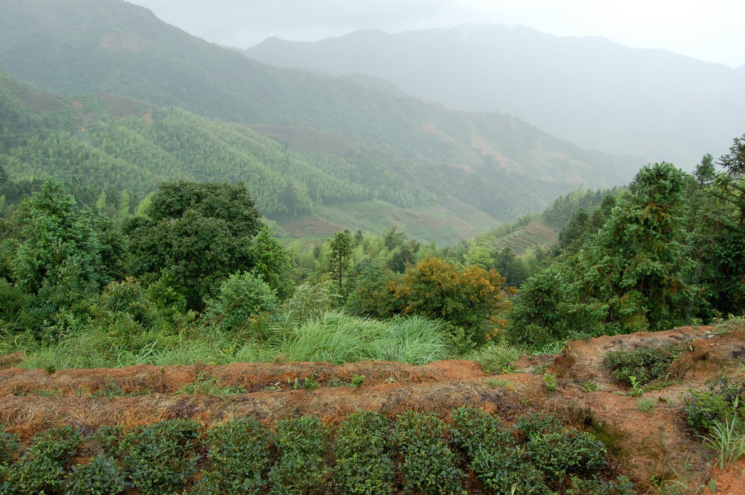 A few rows of wulong tea terraces surrounded by forest in the misty green mountains of Anxi.