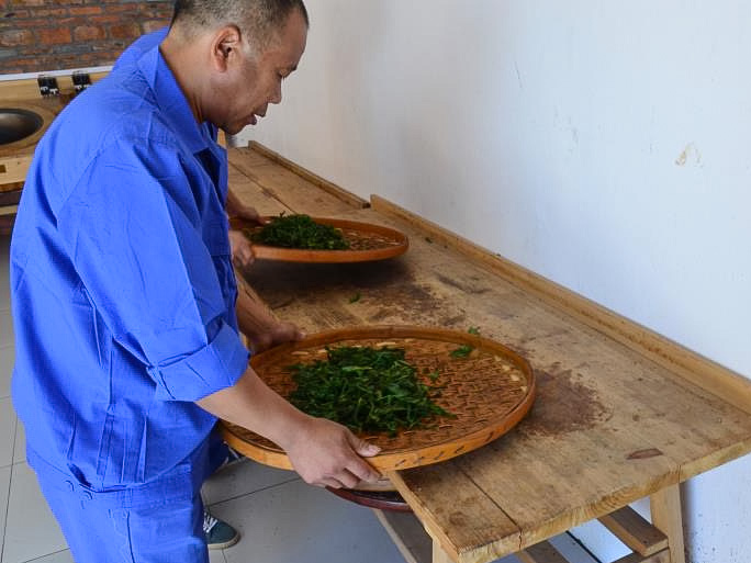 A man bending over a large round bamboo tray with green withered tea leaves on it.