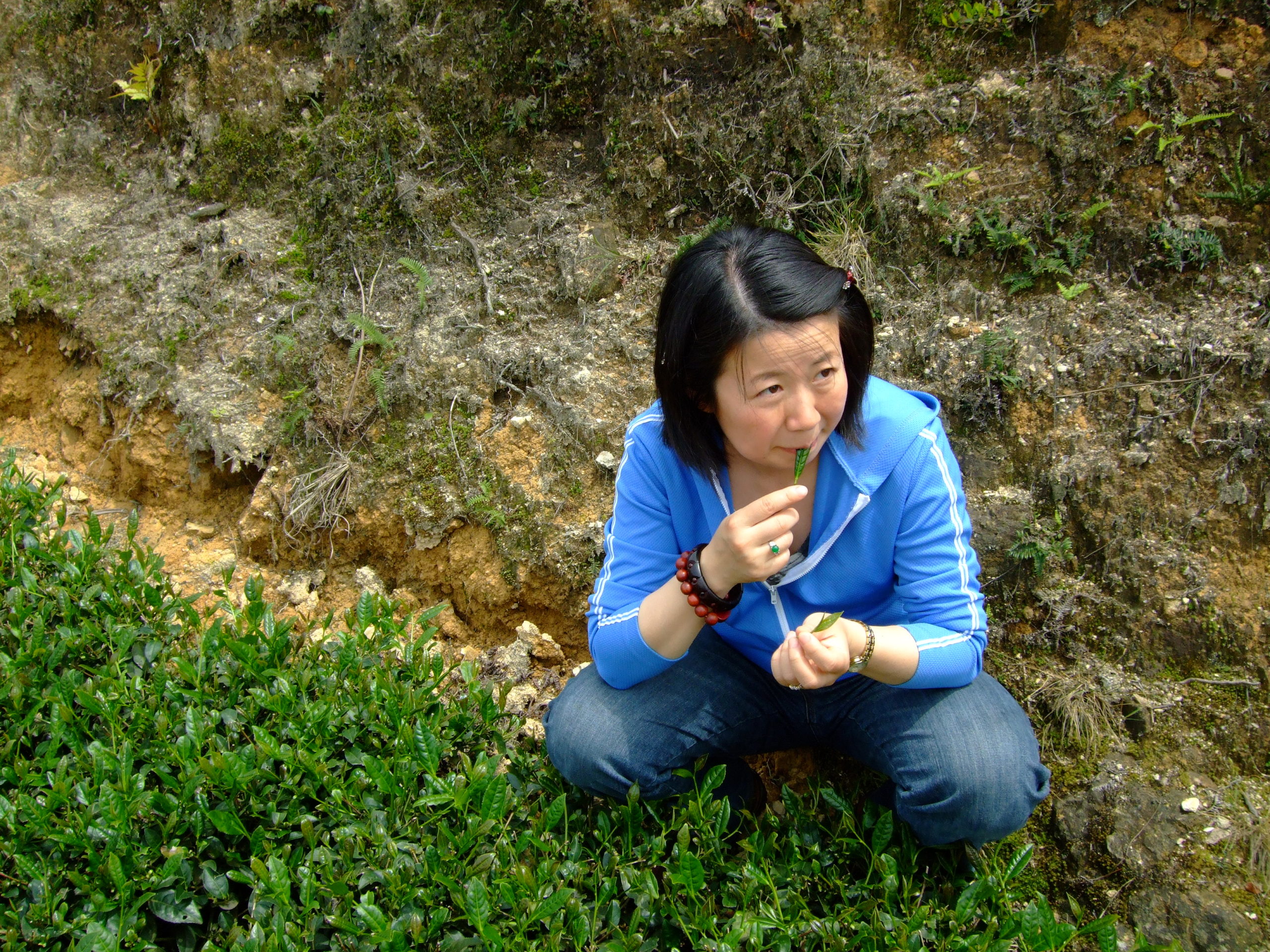 anxi tangdi zhuping in organic tea garden 2008