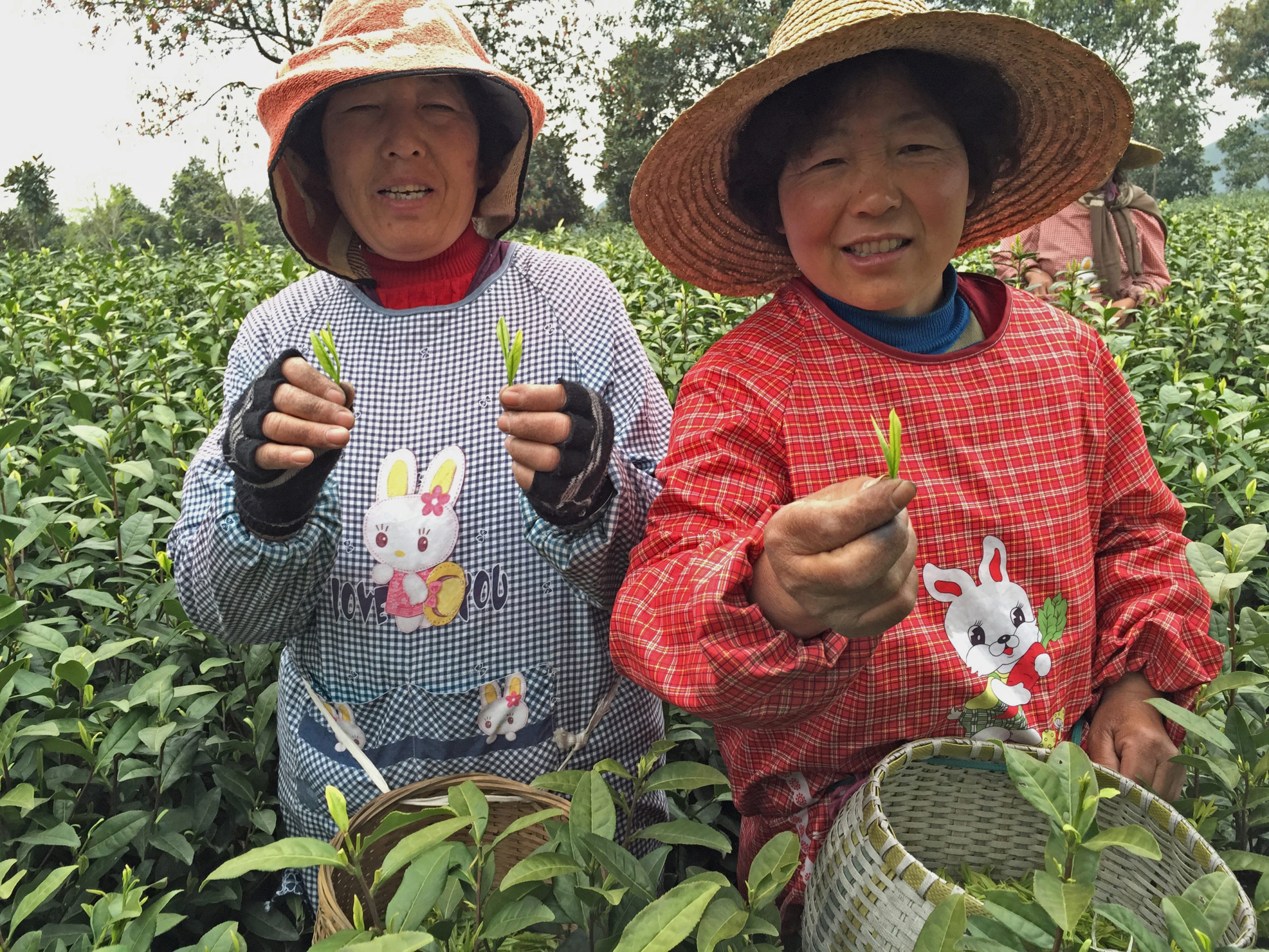 Two ladies in hats and smocks standing among the tea bushes, holding up the fresh sprigs of green tea they’ve just plucked.