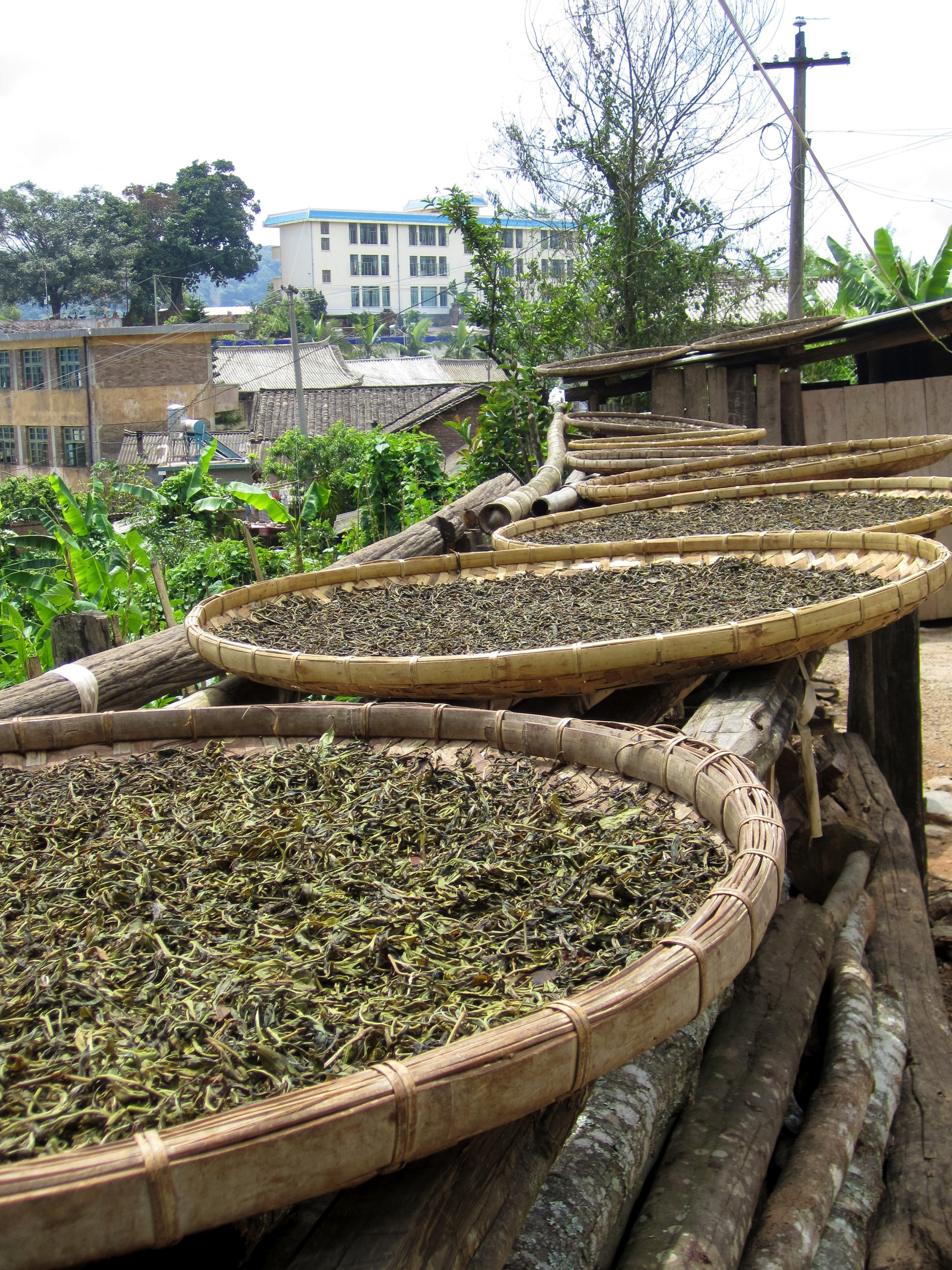 Several round bamboo trays of drying sheng puer tea laid out in a row on raised log supports.