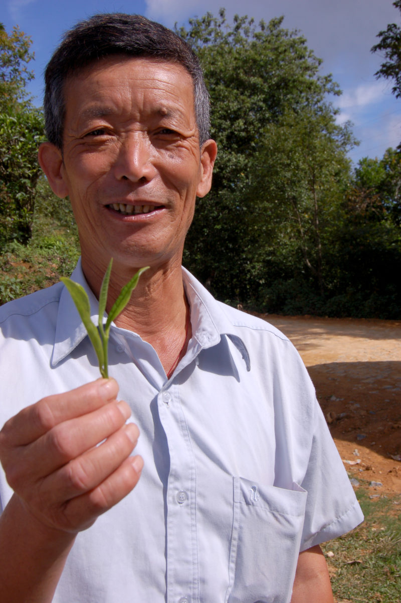A smiling man outdoors in the sun holding up a sprig of fresh tea.