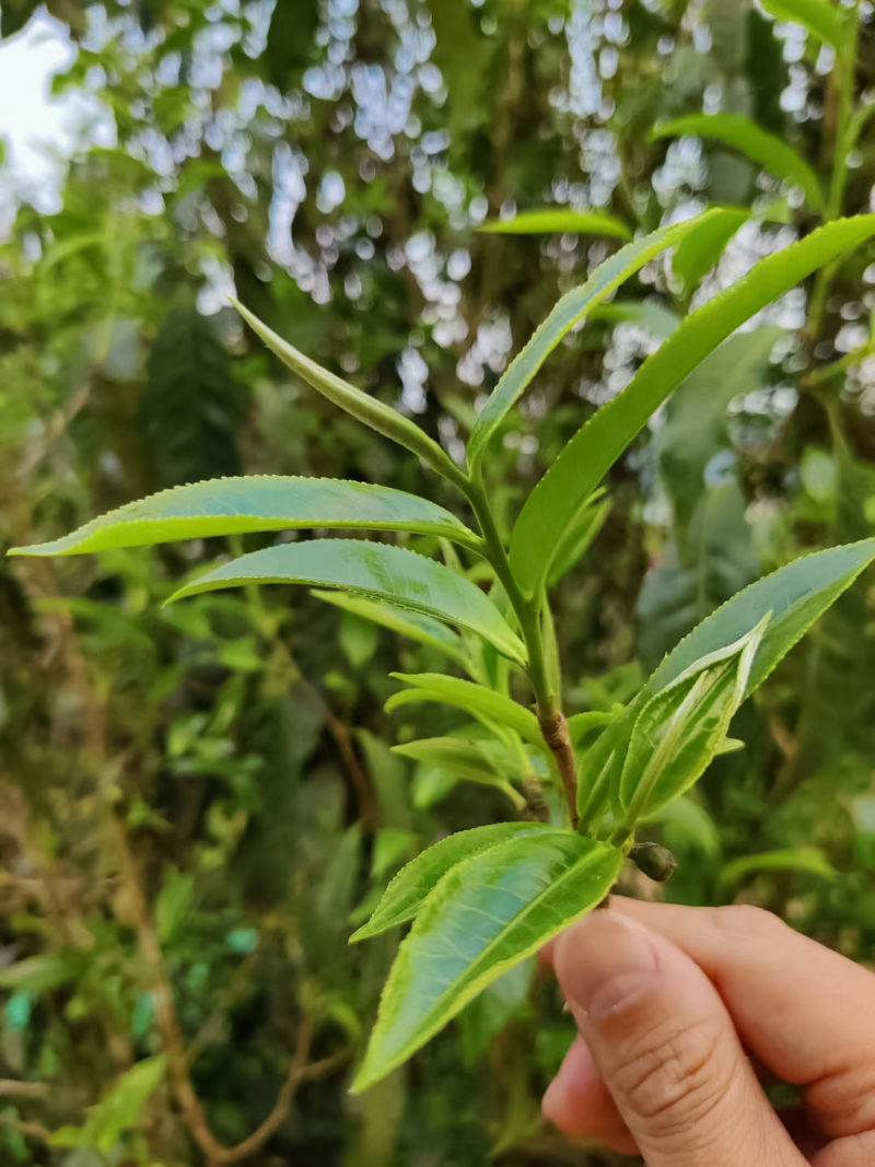 A fresh branch of Yiwu sheng puer tea.