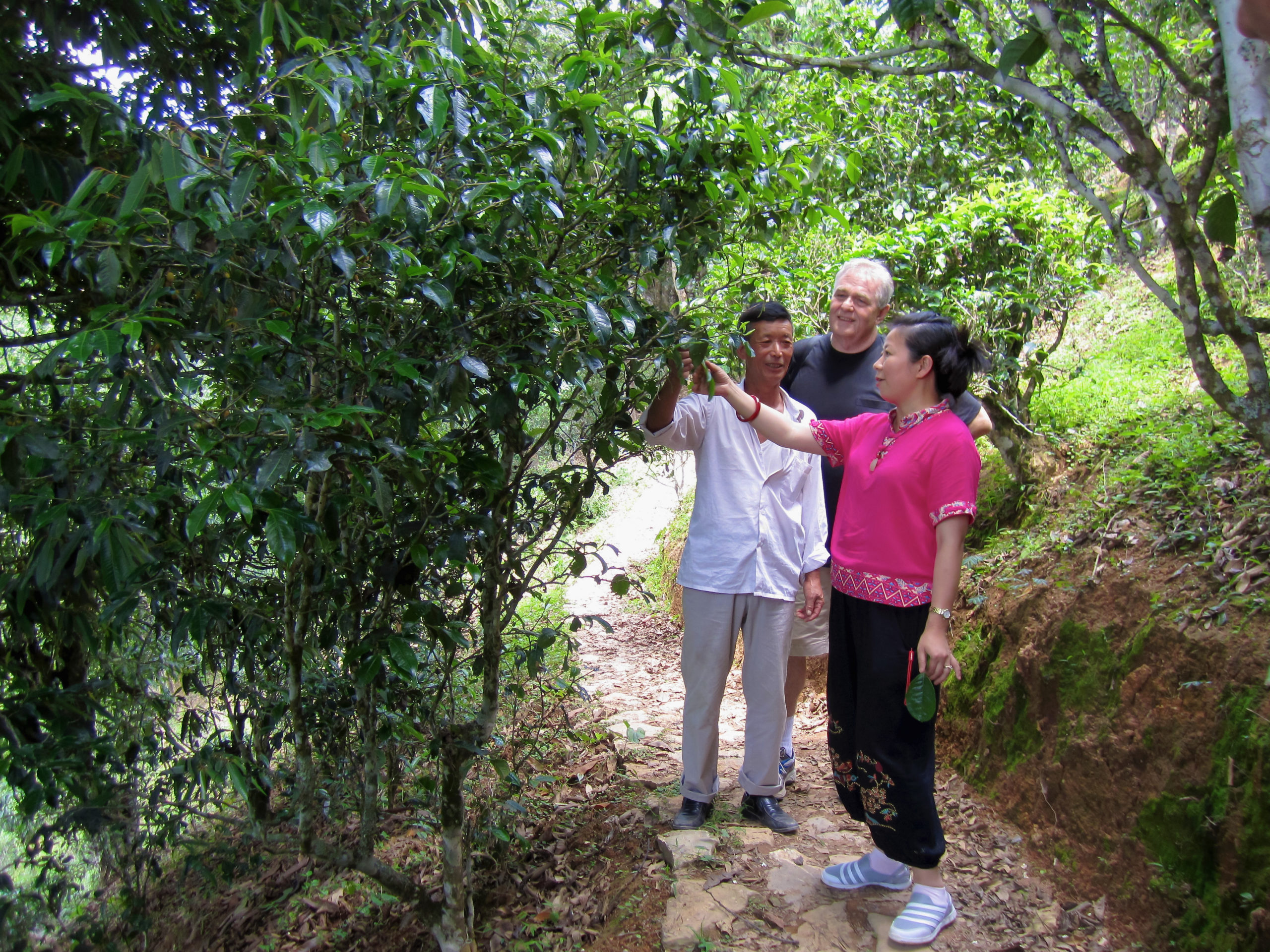 Three people examining a tea bush taller than they are on a dirt path in the forest.
