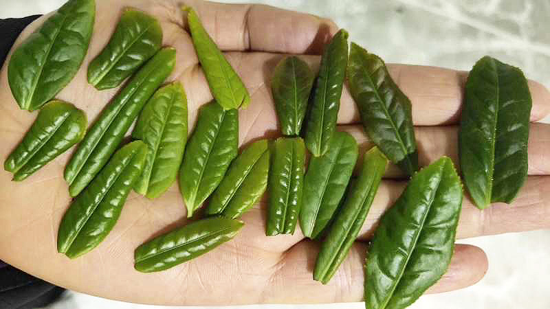 About a dozen single leaves of freshly picked Lu'an Gua Pian green tea held in someone's open hand to show the plucking standard.