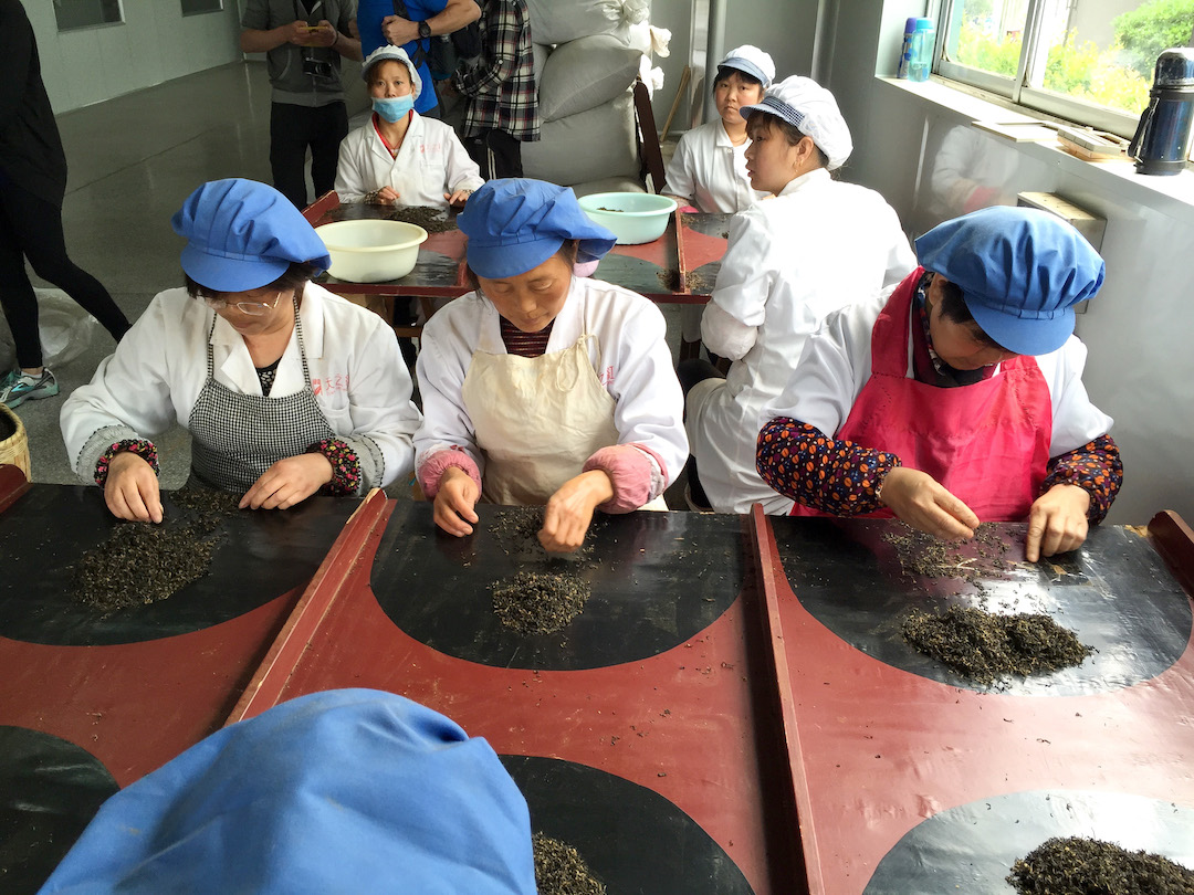 Several people sitting at tables with dry Qimen Caixia black tea leaves in front of them, sorting through them completely by hand.