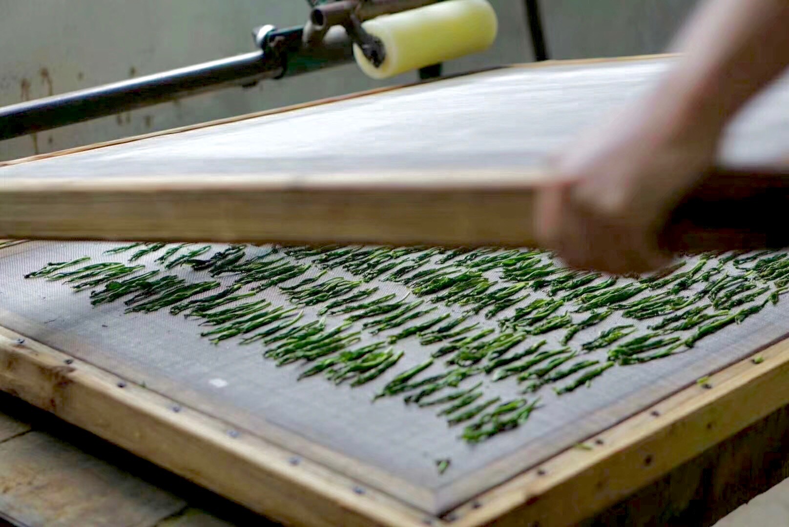 Two large flat squares of fine steel mesh in a wooden frame, being pressed together to sandwich the long leaves of Tai Ping Houkui green tea between.