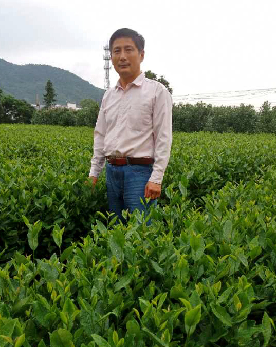 Tea maker Zhang Yonghong standing between green rows of tea bushes in his Lu'an Gua Pian tea garden.