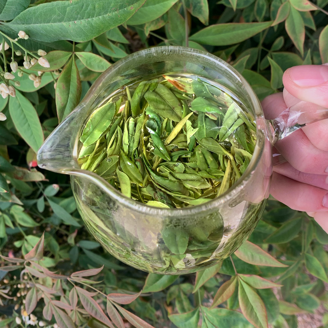 Green tea leaves, some light and others dark, brewing in a glass pitcher held above a green and purple bush.